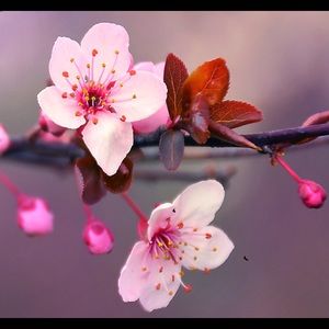 Meet your Posher, Tracy